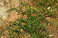 Diphasiastrum tristachyum